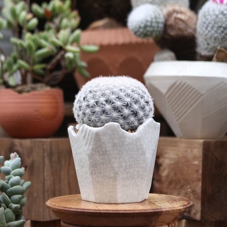 マミラリア 満月／Mammillaria candida var estanzuelensis   no.112727