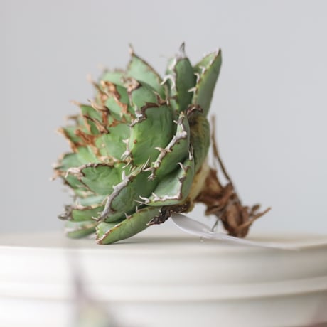 Agave titanota filigree Devil/ Style of Chika　no.42108