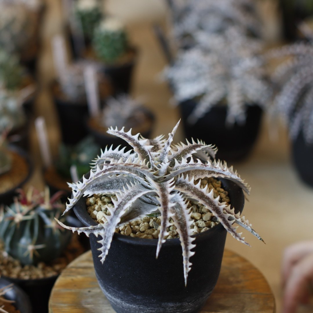 Dyckia SF02(Samurai x Fat Boy/selected) (4号鉢)