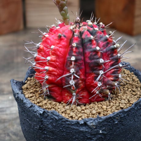 ギムノカリキウム  緋牡丹錦(自根)／Gymnocalycium friedrichii f. variegata   no.91835