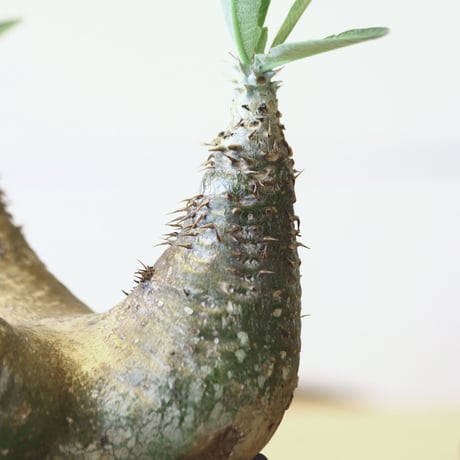 パキポディウム デンシフローラム / Pachypodium densiforum     no.52113