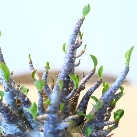 アデニウム アラビカム / Adenium  arabicum   no.51417