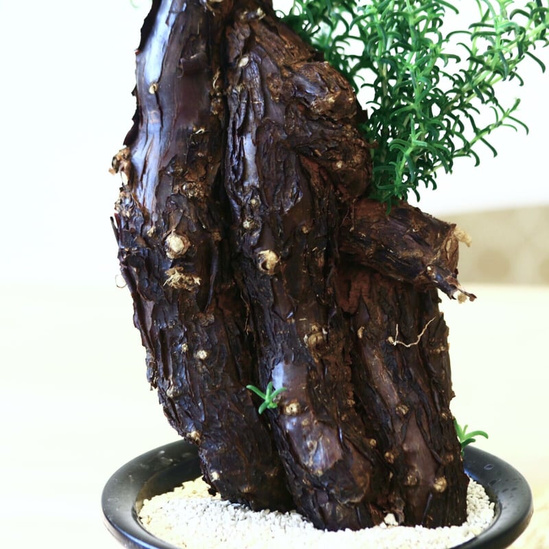 メストクレマ アルボリフォルメ / Mestoklema arboriforme no.43