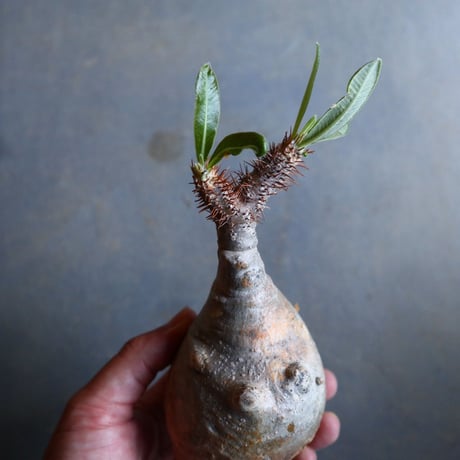 パキポディウム グラキリス   Pachypodium rosulatum var. gracilius no.110336