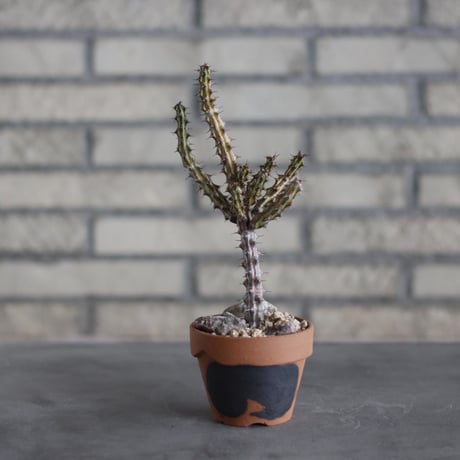 Euphorbia sp.nova Black stripe Red flower Kenya × N/OH (3号)  no.510/25