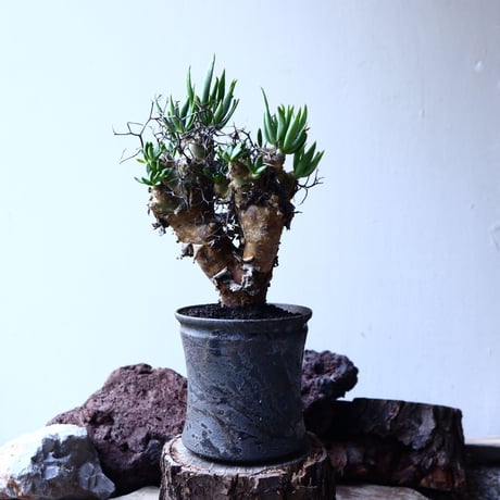 有馬和博 | STORES