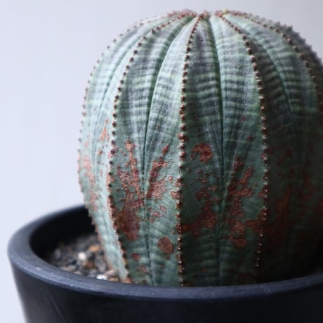 ユーフォルビア  オベサ  Euphorbia obesa  no.101408