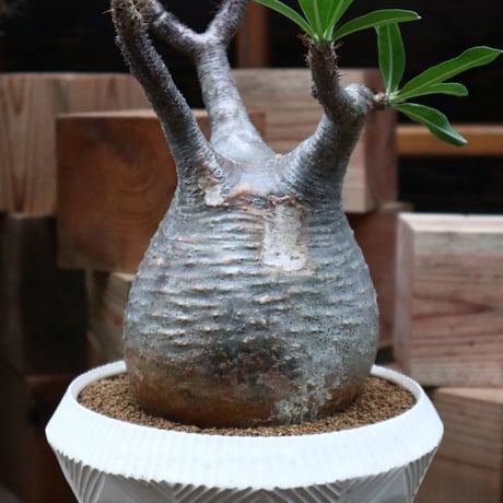 パキポディウム  グラキリス／Pachypodium  gracilius    no.92531