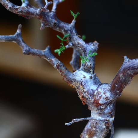 コミフォラ モンストローサ／Commiphora monstrosa   no.100351