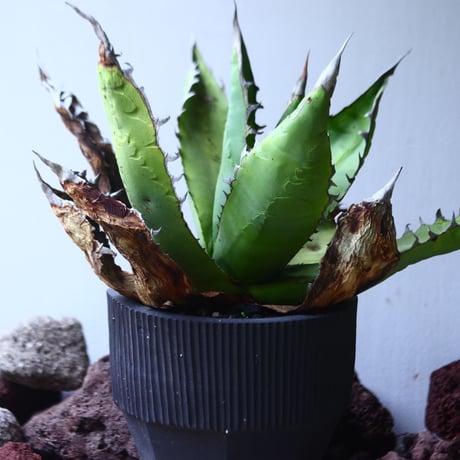 アガベ チタノタ 'リベレート'　 Agave  titanota ' libelate'　no.53122