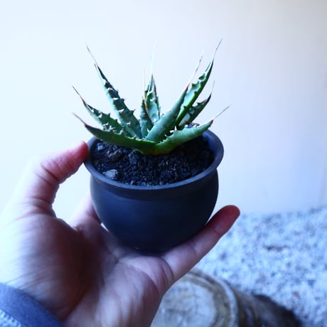 アガベ  ユタエンシス    エボリスピナ  Agave uthaensis var. eborispina   no.20212