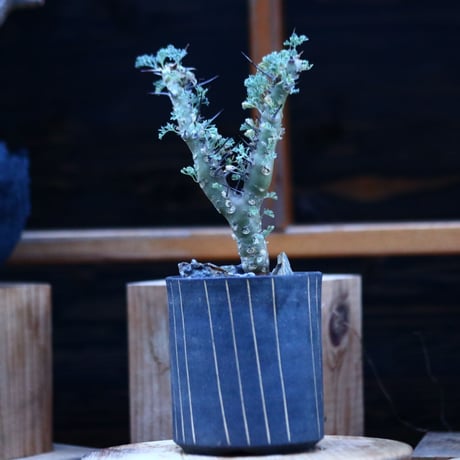 サルコカウロン ヘレー／Sarcocaulon herrei    no.122698