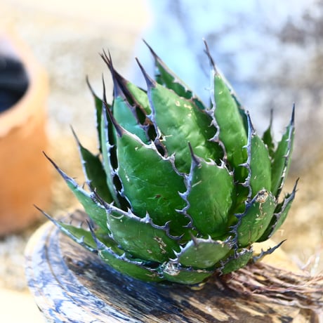 Agave horrida    no.32470