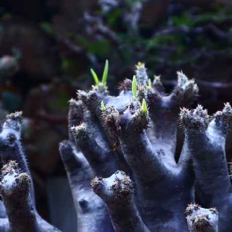 パキポディウム ブレビカリックス     Pachypodium densiflorum var. brevicalyx      no.42505