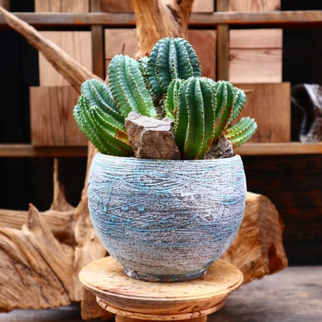 ユーフォルビア バリダ×ホリダ / Euphorbia  valida × horrida    no.31211