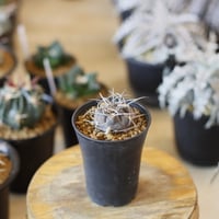 Gymnocalycium mazanense / 魔天竜 (2.5号)  no.1226/34