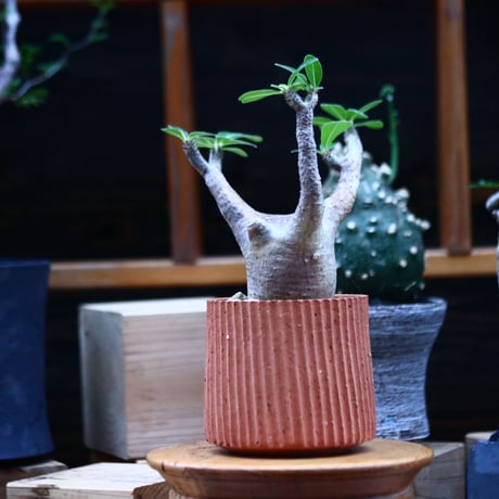 パキポディウム  マカイエンセ／Pachypodium Makayense     no.100331