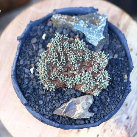 アボニア   クイナリア   アルストニー  赤花／Avonia quinaria ssp. alstonii    no.110702