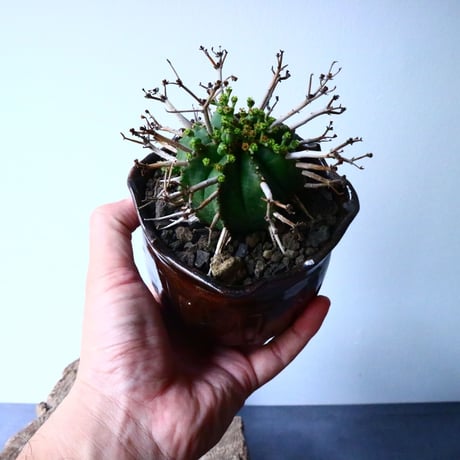 ユーフォルビア  バリダ    Euphorbia valida   No.025