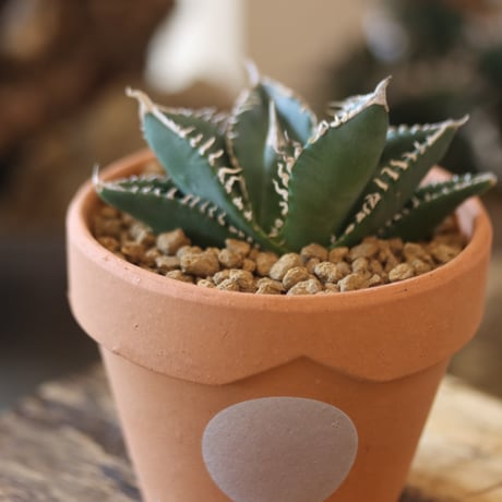 Agave titanota South African Diamond "SAD" × YAMABACHI var. N/OH  no.81891