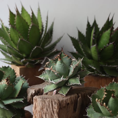 U.S. personal collection titanota (Agave titanota) / Style of Chika　no.1206-30