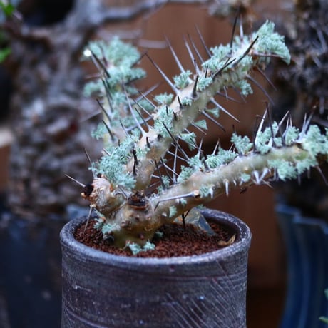 サルコカウロン ヘレー／Sarcocaulon herrei    no.120534