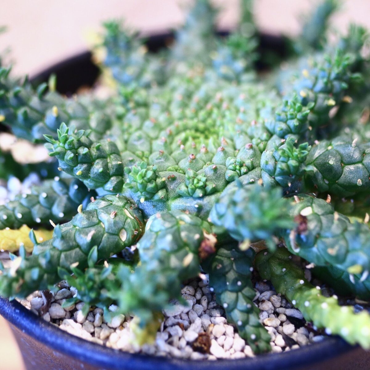 ユーフォルビア ゴルゴニス / Euphorbia gorgonis no.51423 |