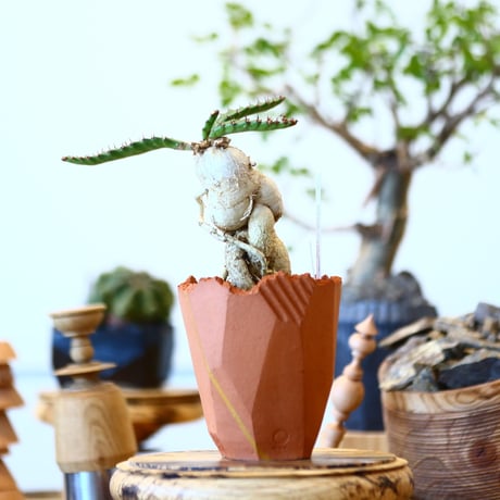 Euphorbia stellata × N/OH   no.91719