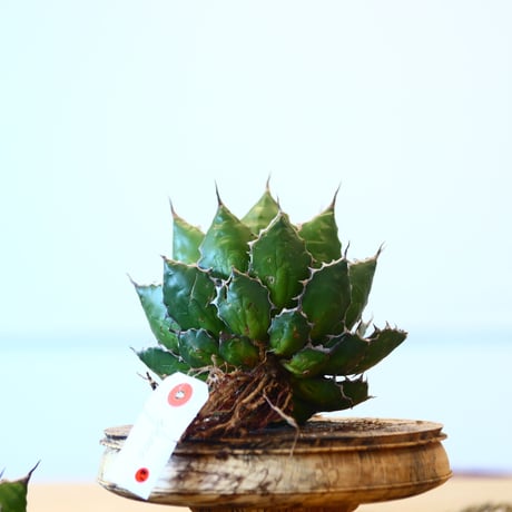 Agave horrida / Style of Chika   no.1015/81