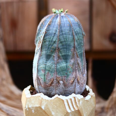 ユーフォルビア  オベサ / Euphorbia obesa    no.22602
