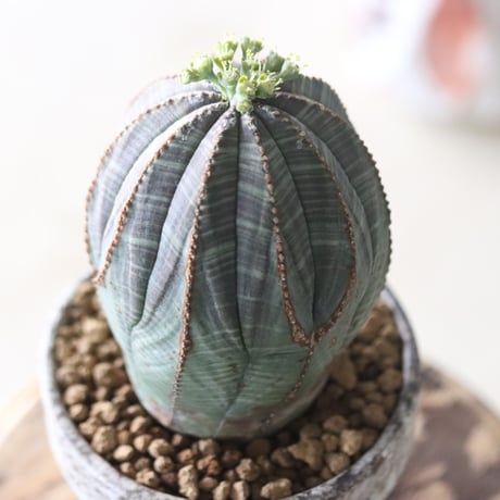 Euphorbia obesa♂ × YAMABACHI var. takero pot  no.51909