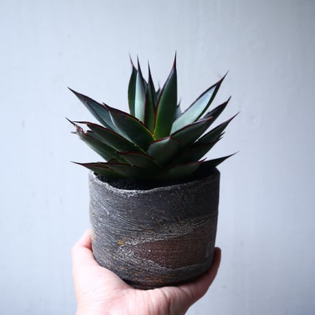 アガベ   ブルーグロー    Agave 'Blue Glow'　no.112423
