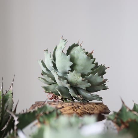 Agave Isthmensis / Style of Chika　no.42181