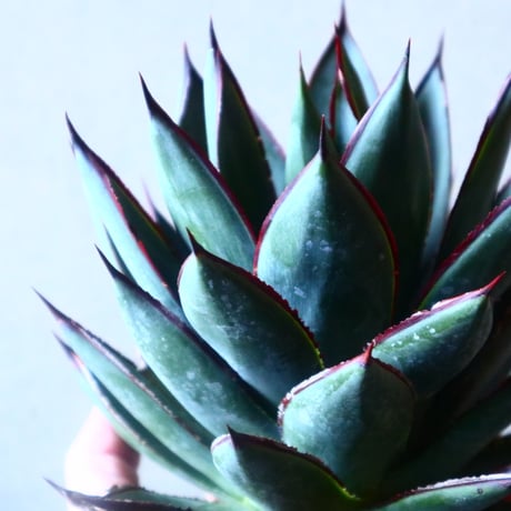 アガベ　ブルーグロー Agave 'Blue Glow'   no.20910