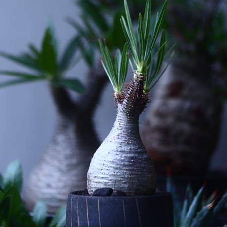 パキポディウム グラキリス   Pachypodium rosulatum var. gracilius no.61422