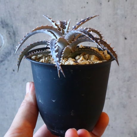 Dyckia ‘Brair Patch’ × ‘Sawfish’      011