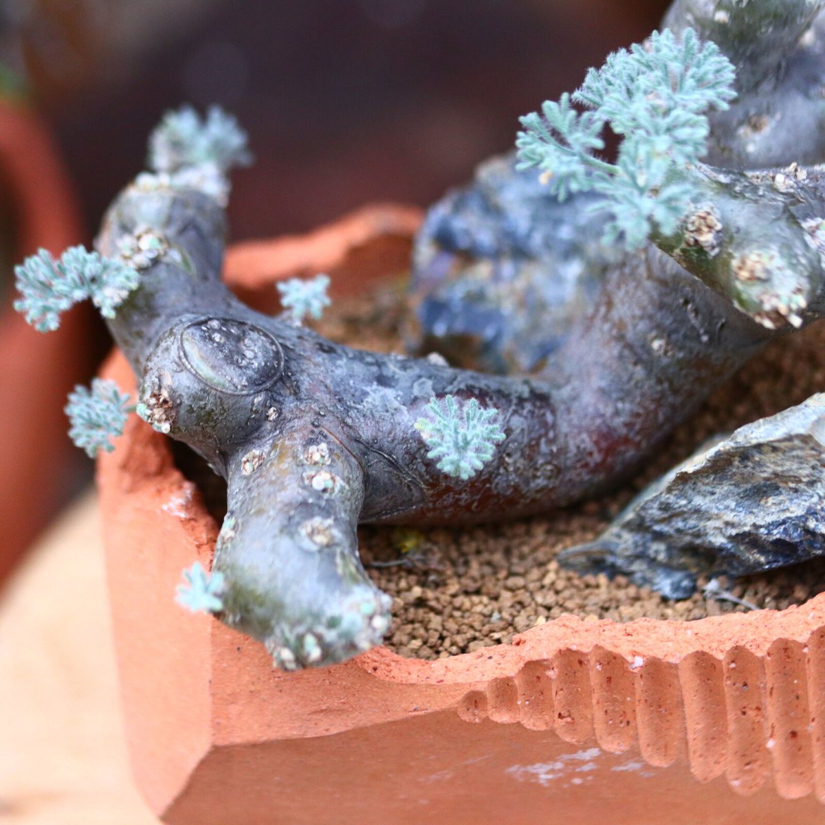 サルコカウロン ムルチフィズム／Sarcocaulon multifidum no.11