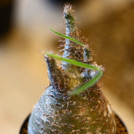 Pachypodium gracilius   no.32417