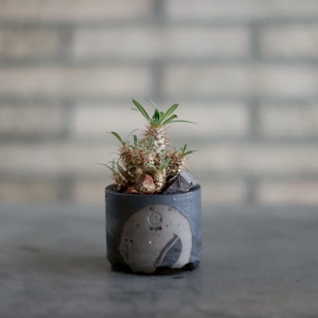 610〓希少Myrciaria aff.cuspidata 実生 【限定１】 610〓希少Myrciaria aff.cuspidata 実生 【限定1】 - メルカリ