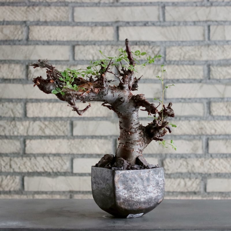 Commiphora boranensis × Shu Hirai (4号) no.1019/5 | 芽の巣山
