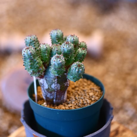 'ハルコイ´セット (N/OH × Euphorbia obesa hyb.)  no.30358