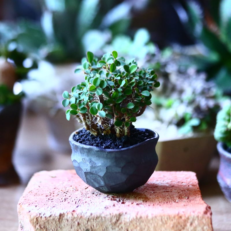 ユーフォルビア 花キリン 八房性 Euphorbia milii no.81603