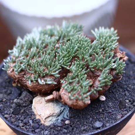 アボニア   クイナリア   アルストニー  赤花／Avonia quinaria ssp. alstonii    no.102401