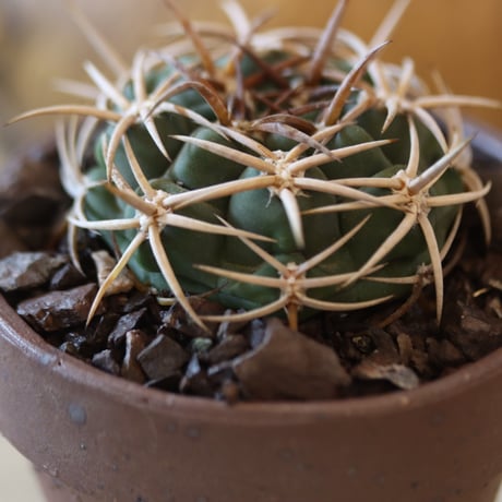 Gymnocalycium mostii ssp. ferocior × YAMABACHI ver. 六本芽  no.124-49