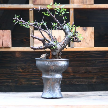コミフォラ ボラネンシス / Commiphora boranensis / 発根済み  no.40207