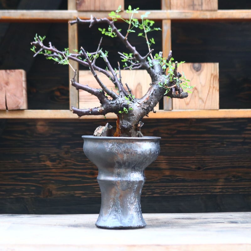 コミフォラ ボラネンシス / Commiphora boranensis / 発根済み no