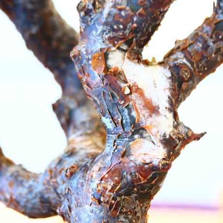 コミフォラ モンストローサ / Commiphora monstrosa   no.62501