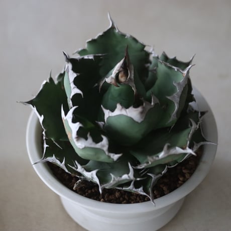 Agave titanota 姫厳竜 × たけろうポット  no.714/54