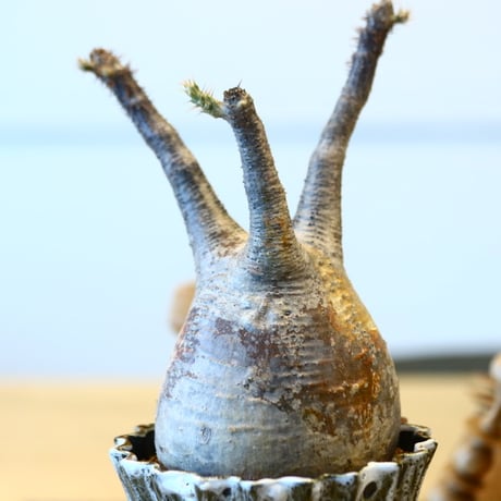 Pachypodium gracilius × soso   no.204014