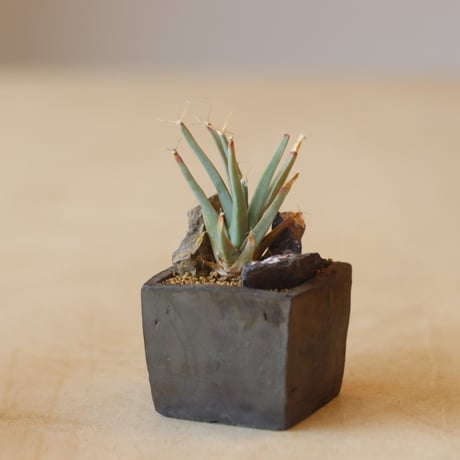 Leuchtenbergia principis × たけろうポット  no.221-26